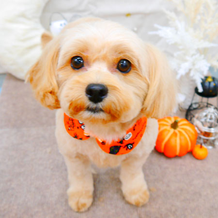 【池下店】2021年9月30日のワンちゃん達♪