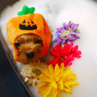 【本店】2021年10月1日のワンちゃん達♪