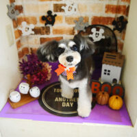 【本店】2021年10月2日のワンちゃん達♪