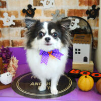 【本店】2021年10月3日のワンちゃん達♪