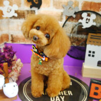 【本店】2021年10月4日のワンちゃん達♪