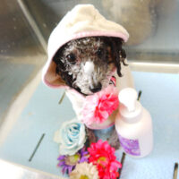 【本店】2021年10月8日のワンちゃん達♪