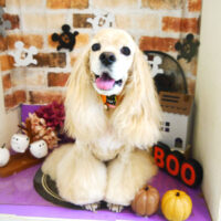 【本店】2021年10月8日のワンちゃん達♪