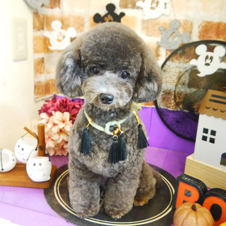 【本店】2021年10月9日のワンちゃん達♪