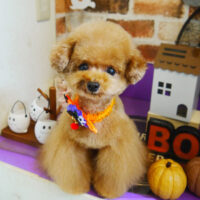 【本店】2021年10月10日のワンちゃん達♪