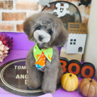 【本店】2021年10月11日のワンちゃん達♪