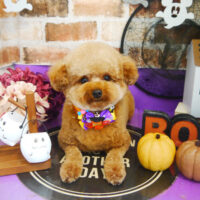 【本店】2021年10月14日のワンちゃん達♪