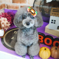 【本店】2021年10月15日のワンちゃん達♪