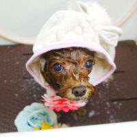 【本店】2021年10月16日のワンちゃん達♪