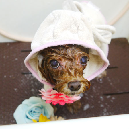 【本店】2021年10月16日のワンちゃん達♪