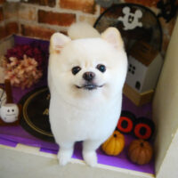 【本店】2021年10月17日のワンちゃん達♪