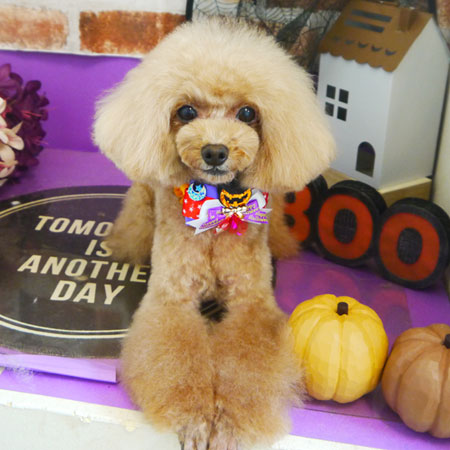 【本店】2021年10月18日のワンちゃん達♪