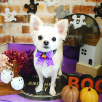 【本店】2021年10月21日のワンちゃん達♪