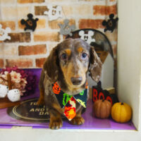 【本店】2021年10月23日のワンちゃん達♪