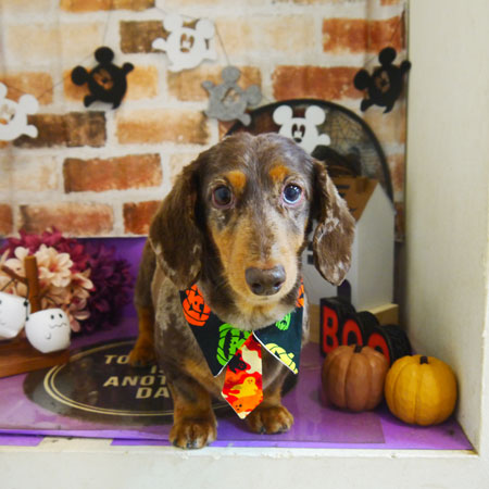 【本店】2021年10月23日のワンちゃん達♪