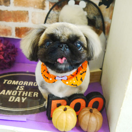 【本店】2021年10月24日のワンちゃん達♪