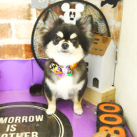 【本店】2021年10月27日のワンちゃん達♪