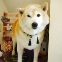 【本店】2021年10月28日のワンちゃん達♪