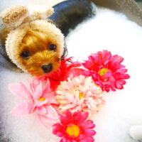 【本店】2021年10月29日のワンちゃん達♪