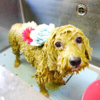 【本店】2021年10月30日のワンちゃん達♪