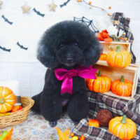 【山手店】2021年10月1日のワンちゃん達♪