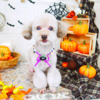 【山手店】2021年10月2日のワンちゃん達♪