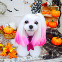 【山手店】2021年10月3日のワンちゃん達♪