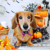 【山手店】2021年10月4日のワンちゃん達♪