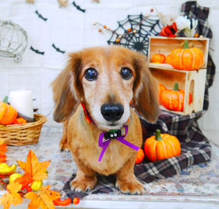 【山手店】2021年10月4日のワンちゃん達♪