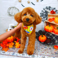 【山手店】2021年10月7日のワンちゃん達♪