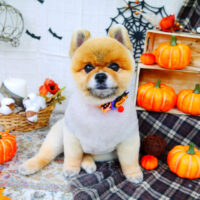 【山手店】2021年10月8日のワンちゃん達♪