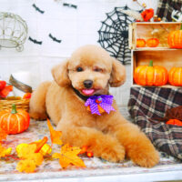 【山手店】2021年10月9日のワンちゃん達♪