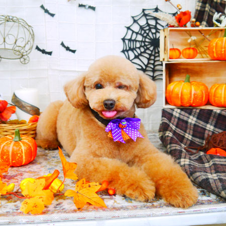 【山手店】2021年10月9日のワンちゃん達♪