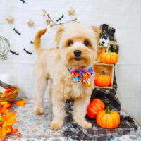 【山手店】2021年10月10日のワンちゃん達♪