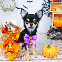 【山手店】2021年10月14日のワンちゃん達♪