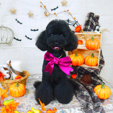 【山手店】2021年10月15日のワンちゃん達♪