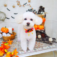 【山手店】2021年10月16日のワンちゃん達♪