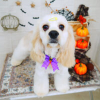 【山手店】2021年10月17日のワンちゃん達♪