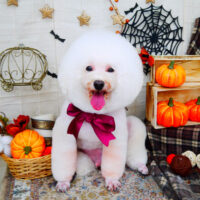 【山手店】2021年10月21日のワンちゃん達♪