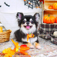 【山手店】2021年10月22日のワンちゃん達♪