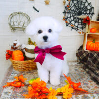 【山手店】2021年10月23日のワンちゃん達♪