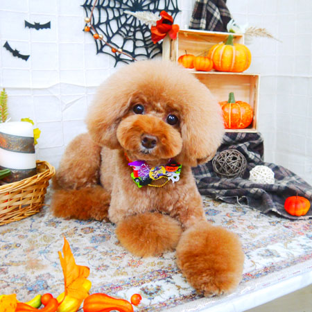 【山手店】2021年10月24日のワンちゃん達♪