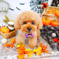 【山手店】2021年10月29日のワンちゃん達♪