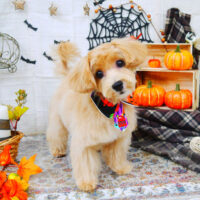 【山手店】2021年10月31日のワンちゃん達♪