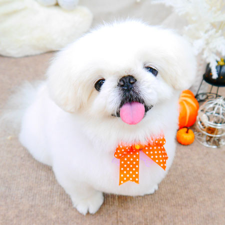 【池下店】2021年10月1日のワンちゃん達♪