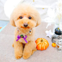 【池下店】2021年10月2日のワンちゃん達♪