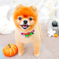 【池下店】2021年10月3日のワンちゃん達♪