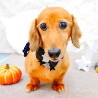 【池下店】2021年10月4日のワンちゃん達♪