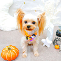 【池下店】2021年10月7日のワンちゃん達♪