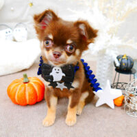 【池下店】2021年10月8日のワンちゃん達♪